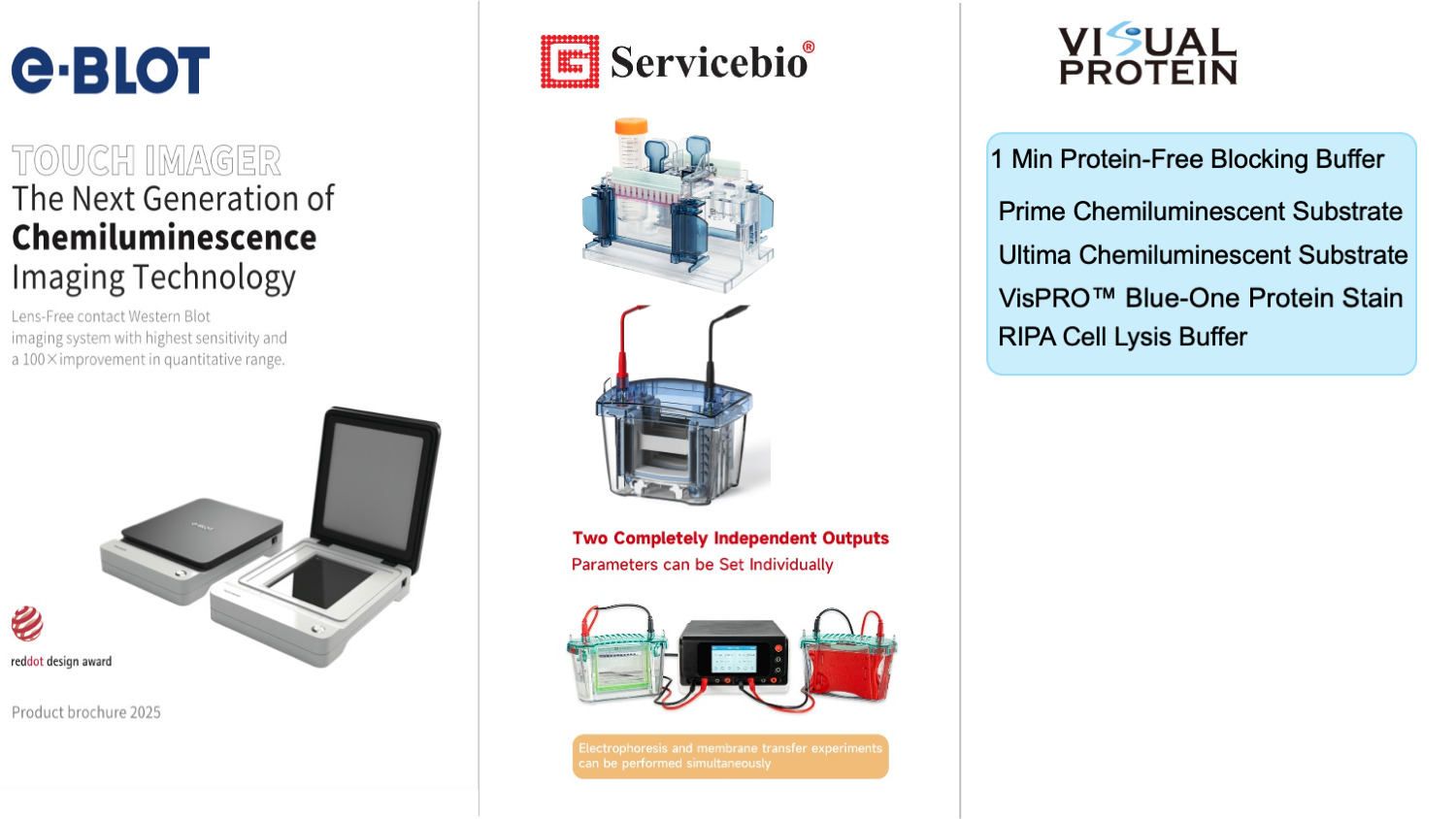 Western-blot